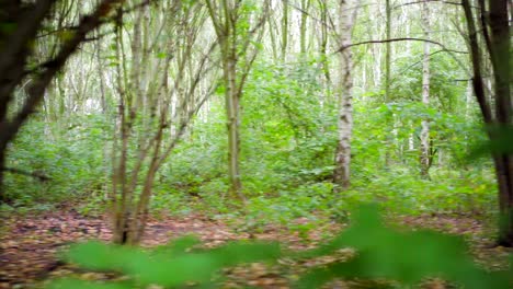 Laufen-In-Einem-Grünen-Wald,-Schnelle-Bewegung-Durch-Bäume-Und-Äste-Mit-Gefallenen-Braunen-Herbstblättern-Auf-Dem-Boden