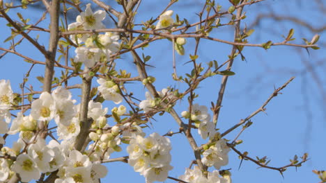 Weiße-Blüten-Des-Magnolienbaums-Gegen-Den-Blauen-Himmel