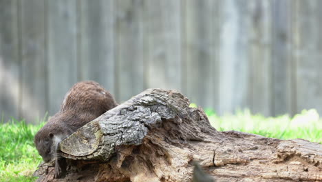Otter-walking-on-a-tree-and-scratching