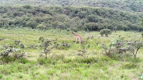 Establisher-wide-view-of-single-Masai-giraffe-eating-grass-in-vast-brush-field