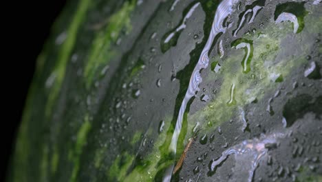 Drops-of-water-on-a-watermelon,-sliding-down