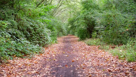 Langsamer-Spaziergang-Auf-Einem-Waldweg-In-Einem-Grünen-Wald-Mit-Gefallenen-Braunen-Herbstblättern-Auf-Dem-Boden
