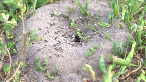 Ameisenhaufen-Auf-Dem-Bauernhof-Im-Frühjahr