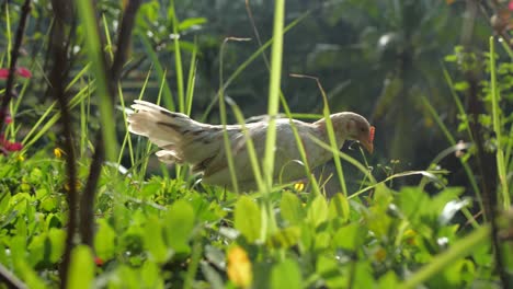 close-up-shot-of-white-chicken-walking,-near-Tegalalang-rice-terraces,-jungle-in-Ubud,-Bali,-Indonesia
