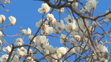Weiße-Magnolienblüten-Gegen-Den-Blauen-Himmel
