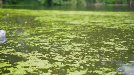 Plastic-bottle-floating-and-drifting-on-a-city-canal-covered-with-duckweed