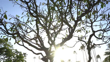 Schwenkansicht-Der-Hawaiianischen-Plumeriabaumsilhouette-Bei-Sonnenuntergang