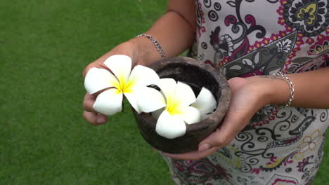 Woman-is-standing-on-the-grass-and-she's-showing-white-Hawaiian-Plumeria-by-her-hands