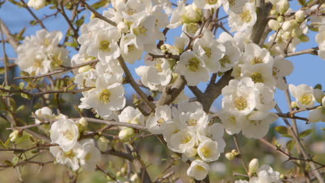 White-flowers-of-magnolia-with-bees