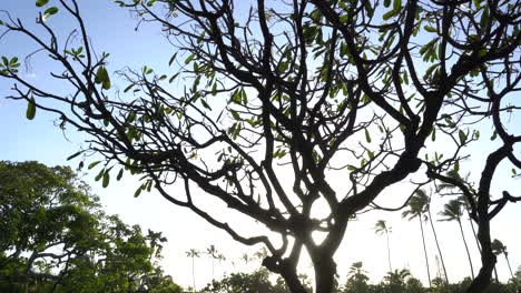 Schwenkansicht-Der-Silhouette-Der-Hawaiianischen-Plumeria-Bäume-Bei-Sonnenuntergang