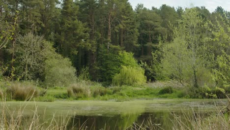 Algenbewachsener-Teich-In-Einer-Grünen-Naturlandschaft-Mit-Durch-Die-Luft-Fliegenden-Insekten-Und-Einem-Dichten-Wald-Im-Hintergrund