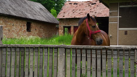 A-horse-near-an-abandoned-house