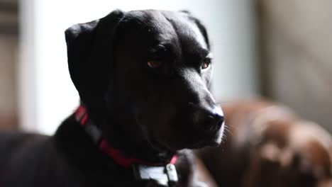 Gelangweilter-Labrador-Collie-Hund,-Der-Geduldig-Auf-Ihr-Abendessen-Wartet