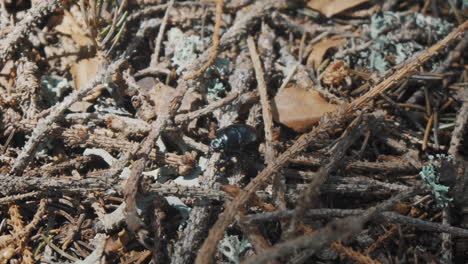 Un-Escarabajo-De-Estiércol-Se-Alza-Sobre-Espinas-De-Pino