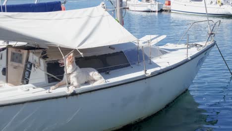 Dog-enjoying-a-summer-day-on-the-yacht-boat