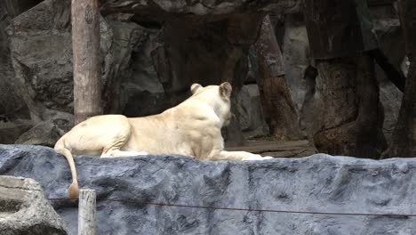 A-female-white-lion-with-blonde-fur-is-lying-and-relaxing-alone-at-a-zoo