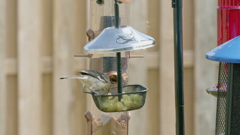 Closeup-of-Mockingbird-Taking-Grape-from-Bird-Feeder-then-Flies-Away-in-Slow-Motion