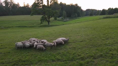 Dynamische-Ansicht-Von-Schafen,-Die-Gras-Fressen-Und-Auf-Einem-Grünen-Feld-In-Einer-Landschaft-Grasen