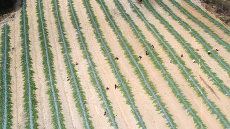 Aerial-backwards-view-of-strawberry-plants-with-laborers