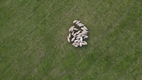 top-view-of-small-heard-of-white-sheep-in-a-green-field