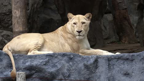 A-female-white-lion-or-Panthera-Leo-with-blonde-fur-is-lying-and-looking-around-curiously-in-its-habitat-at-a-zoo