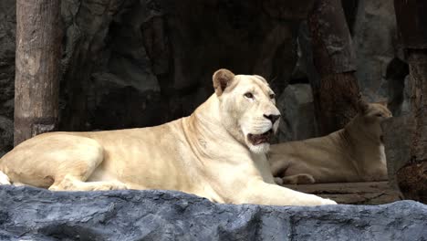 A-female-white-lion-with-blonde-fur-is-lying-and-relaxing-at-a-zoo-while-another-female-lying-on-the-background-and-then-walking-away