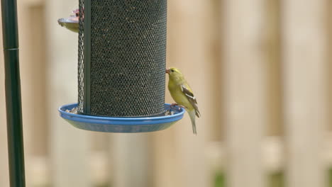 Closeup-of-Yellow-Finch-Eating-at-Bird-Feeder-in-Slow-Motion