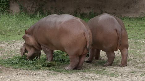 Two-hippopotamus-eating-grass-grazing-on-the-ground-near-the-pond-at-a-zoo
