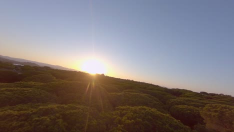 Fpv-flight-over-beautiful-pine-trees-near-ocean-towards-golden-sunset-sun