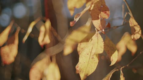 Leaf-on-late-autumn-tree.-Calm-day-4k