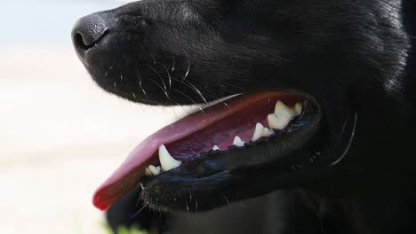 Schwarzer-Labrador-collie-hund,-Der-Nach-Einem-Langen-Spaziergang-An-Einem-Heißen-Sonnigen-Tag-Keucht