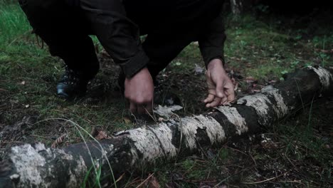 Person-collecting-birch-bark-for-primitive-fire-starting,-Static-shot