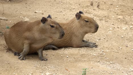 Two-capybara-lying-and-relaxing-on-the-ground-in-a-zoo