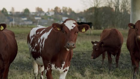 Arla-cow-outside-in-grass-field-cold-day,-4k-slowmotion
