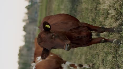 Una-Vaca-En-El-Campo-De-Hierba,-Día-Frío-4k-Video-Vertical