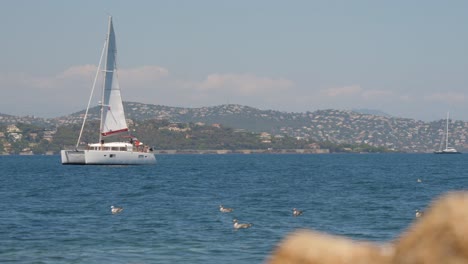 a-sailboat-at-sea-which-advances-towards-the-left,-a-bird-which-passes-in-front-by-flying-then-one-discovers-several-birds-on-the-water-of-calm-sea-with-small-waves