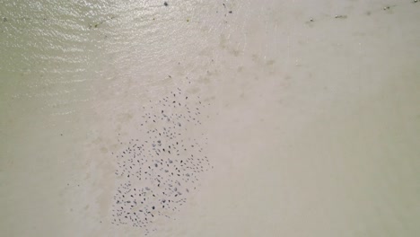 Birds-eye-view-of-the-sandy-shallows-of-the-Caribbean-Sea-on-island-Holbox,-descending-aerial