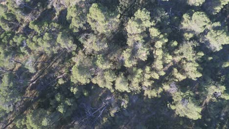 Luftaufnahme-Eines-Waldes