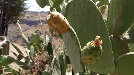 Kaktusfrucht-Und--blume-In-Der-Wüste-In-Spanien