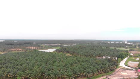 Palm-farm-in-Bidor,-Malaysia