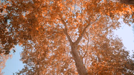 Blick-Auf-Waldbäume,-Schöne-Sonnenstrahlen-Durch-Baumkronen,-Sonne-Scheint-An-Einem-Herbsttag-Durch-Laub