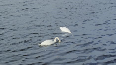 Un-Par-De-Cisnes-Mudos-Nadando-Y-Alimentándose-Juntos-A-La-Luz-De-La-Mañana-En-El-Lago