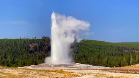 Old-Faithful-Yellowstone-National-Park-big-eruption-of-geyser-steam,-4k,-wide,-summer,-fall,-blue-sky