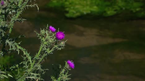 Close-up-of-thistle-flowers-beside-a-drainage-channel