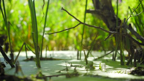 Hohes-Gras-Und-Äste-In-Einem-Teich,-Der-An-Einem-Sonnigen-Tag-Mit-Wasserlinsen-Bedeckt-Ist,-Schöne-Sonnenstrahlen-Am-Dschungelfluss