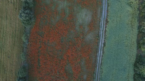 Luftaufnahme-Eines-Blütenfeldes