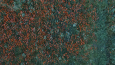 Luftaufnahmen-Eines-Blütenfeldes