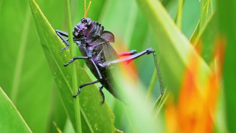 This-Purple-Lubber-Grasshopper-is-looking-for-a-proper-foothold-to-ascend-even-farther-up-the-vegetation-is-search-for-better-leaves-to-eat
