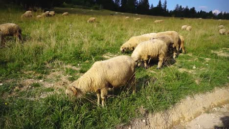 Ovejas-Pastando-En-Las-Montañas-De-Los-Cárpatos-En-Rumania