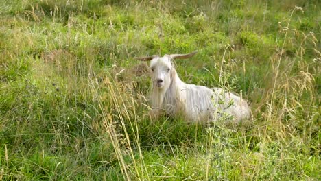 Goat-resting-in-the-tall-grass-of-Carpathian-Mountains